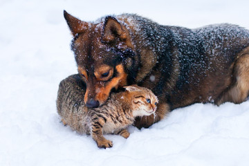 Dog and playing in winter outdoors in the snow