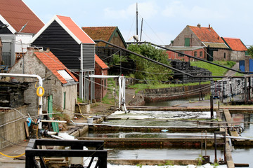 Oyster-culture