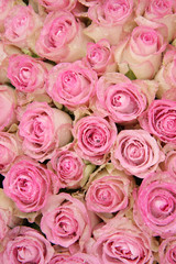 Obraz na płótnie Canvas Pink roses in a group