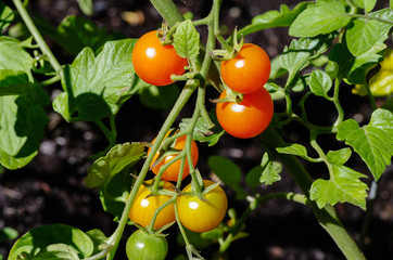 Red cherry tomatoes on the vine