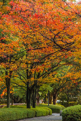 Autumn Laves at Hiroshima Central Park in Japan