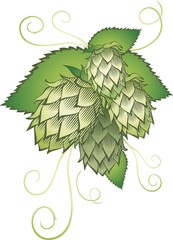 hops with leafs isolated on white