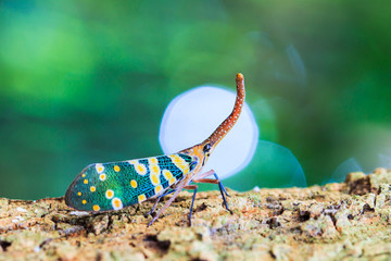 Lanternfly in FULGORID PLANTHOPPERS family