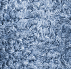 painted in blue lamb fur texture closeup