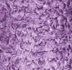painted in violet lamb fur texture closeup