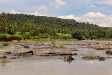 Fototapeta na wymiar Rzeka w tropikalnej dżungli z kamieniami