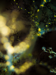 Branching Sea Cucumber - Pentacta sp