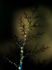 Branching Sea Cucumber - Pentacta sp
