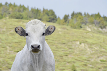 Obraz na płótnie Canvas Young white cow
