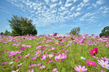 コスモス畑
