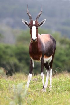 Bontebok Antelope