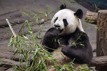 Obraz na płótnie Canvas Panda (Ailuropoda melanoleuca) widok z przodu, jedzenie bambusa