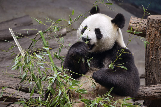 Giant panda (Ailuropoda melanoleuca) front view eating bamboo
