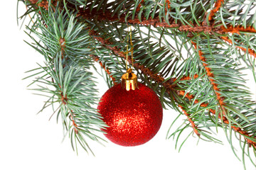 Obraz na płótnie Canvas Red ball on the branch of Christmas tree