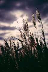 Obraz premium Rye field in the evening. Sepia. Shadowed angles.