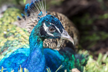 Obraz premium Male Indian Peacock
