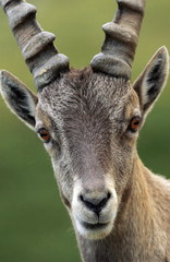 Wild alpine ibex - steinbock portrait