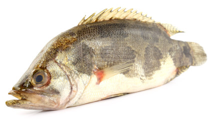 Mottled Nandus or veda fish