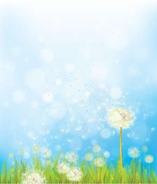 Vector nature background with dandelions.