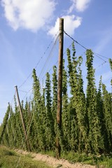 Hop Garden