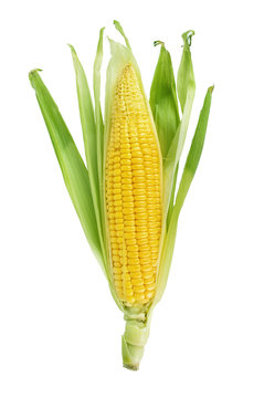 Ear of Corn isolated on a white background