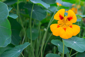 Fototapeta premium Nasturtium flowers