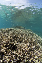 Fototapeta na wymiar サンゴの群生