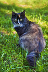 Beautiful cat sitting on the green grass. Portrait