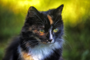 Naklejka na ściany i meble Beautiful cat sitting on the green grass. Portrait