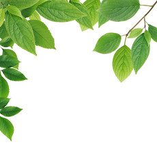 Leaves Border