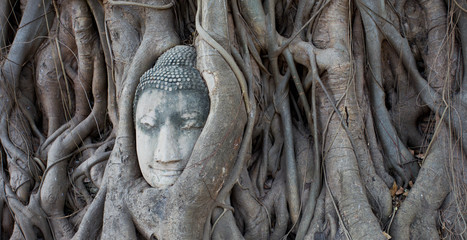 Buddha in the tree