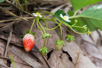 Unripe strawberry