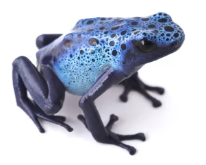 Papier Peint photo Lavable Grenouille grenouille bleue de dard de poison