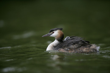 Great-crested grebe, Podiceps cristatus