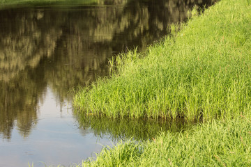 grass on the marshy banks