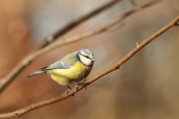 Blue tit - Parus caeruleus staring at the other birds