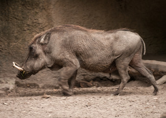 Wild Boar, Warthogs