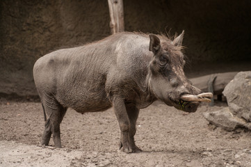 Wild Boar, Warthogs