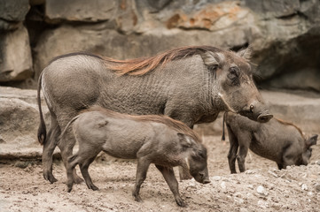 Family of Wild Boars, Warthogs 