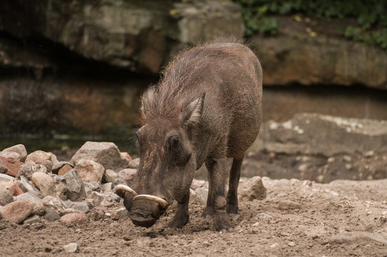Wild Boar at the Berlin Zoo, Germany