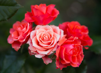 Fototapeta premium Rose flower
