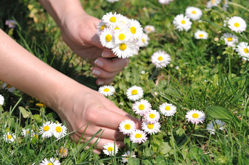daisies