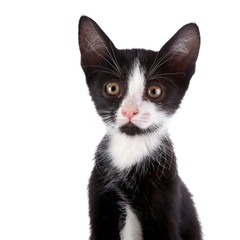 Portrait of a black and white small kitten.