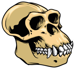 ape skull