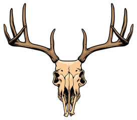 deer skull