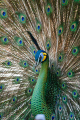 Obraz premium Peacock peafowl with his tail feathers