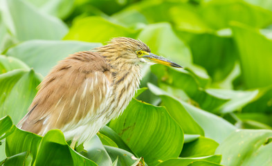 Chinese Pond Heron (Ardeola bacchus) swell her feather