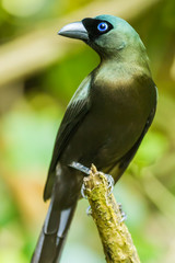 Close up portrait of  Racket-tailed Treepie  in nature