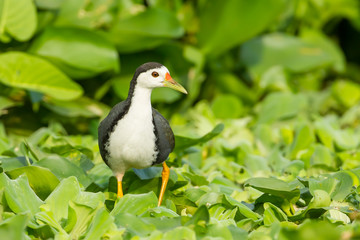 Direct post of White-breasted Waterhen walking in nature