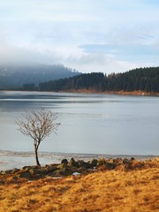 Fototapeta premium Bended rowan tree on the bank. Winter view over lake